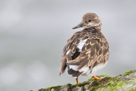 Ruddy Turnstone (Arenaria interpres) on rock at Barnegat Jetty, New Jerseyの写真素材