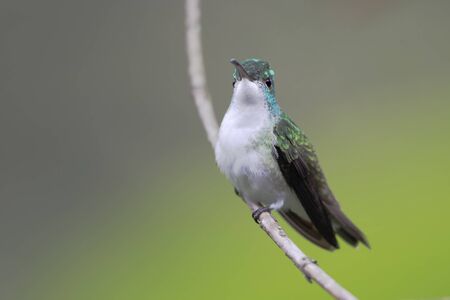 Andean Emerald (Amazilia franciae) sitting on branch in Alambi cloud forest, Ecuadorの写真素材