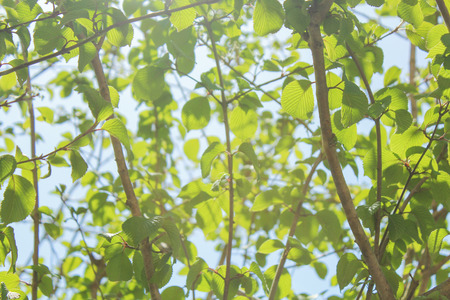 green leaves on treeの写真素材