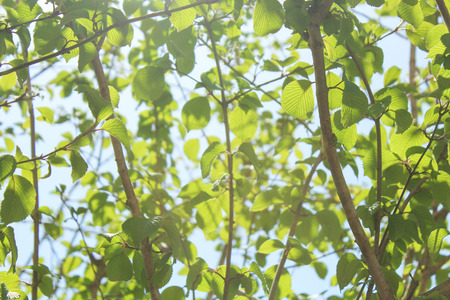 green leaves on treeの写真素材