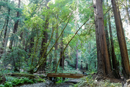 view in Muir Woodsのeditorial素材