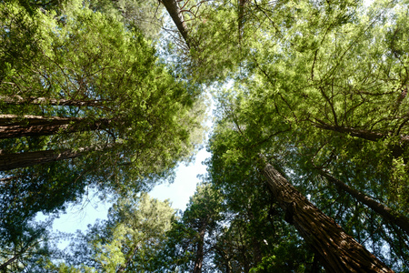 view in Muir Woodsの写真素材