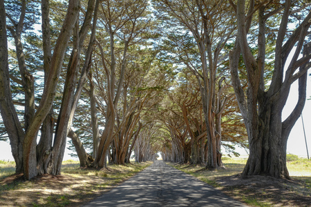 cypress trees beside of the roadの写真素材