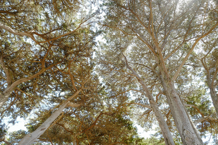 cypress treesの写真素材
