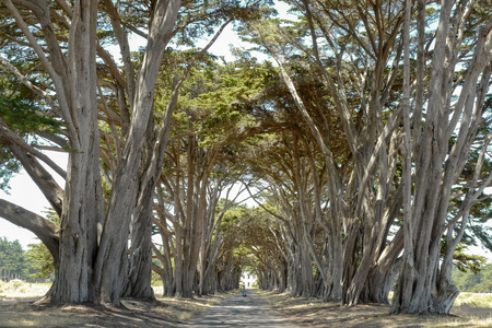 cypress treesの写真素材