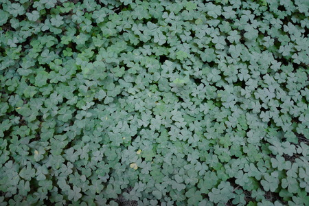 clover field in muir woodsの写真素材