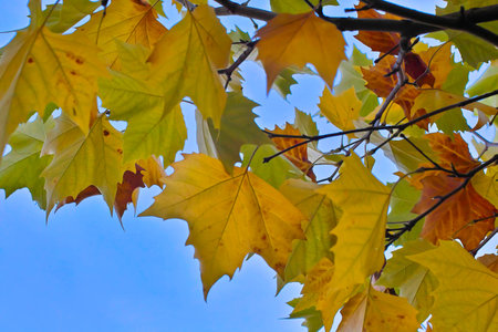 Leaves of a plane tree in a golden autumn