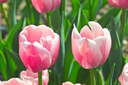 Tulip Ollioules  (Tulipa, Liliaceae), flowers in springの写真素材