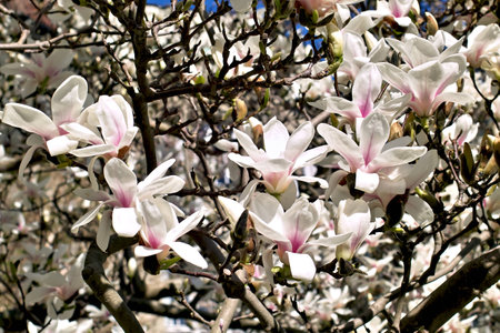 Magnolia, Magnoliaceae, buds and flowers in springの写真素材