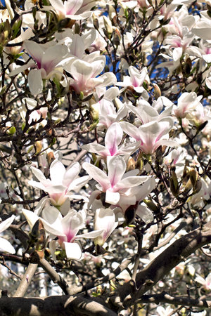 Magnolia, Magnoliaceae, buds and flowers in springの写真素材