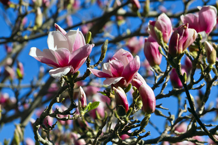 Magnolia, Magnoliaceae, buds and flowers in springの写真素材