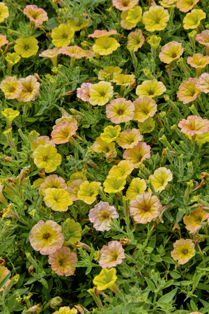 Petunia, Petunia, Cascadias Indian Summer, Bavaria, Germany, Europeの写真素材