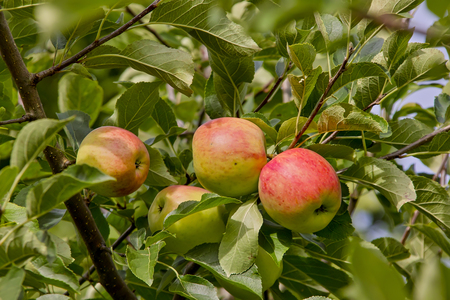 Early Apple Piros, Malus Piros, Dessert Apple, Bavaria, Germany, Europeの写真素材