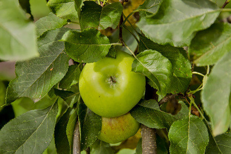 Winter apple Topaz, Topas, Malus Topaz, Bavaria, Germany, Europeの写真素材