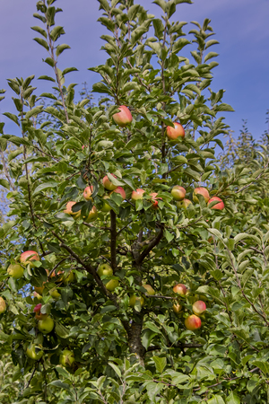Early Apple Piros, Malus Piros, Dessert Apple, Bavaria, Germany, Europeの写真素材