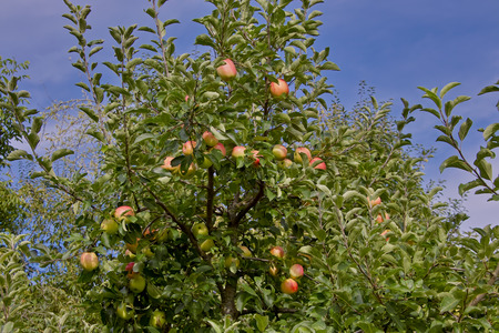 Early Apple Piros, Malus Piros, Dessert Apple, Bavaria, Germany, Europeの写真素材