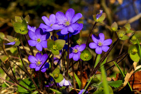 Spring awakening: Blue flowers of a group of liverworts (Anemone hepatica) in a meadow at the edge of a forest after the end of winter, Bavaria, Germany.の写真素材