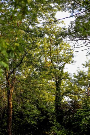 Treetops of various deciduous trees in a park, mostly common black locust (Robinia pseudoacacia) with their fresh green leavesの写真素材