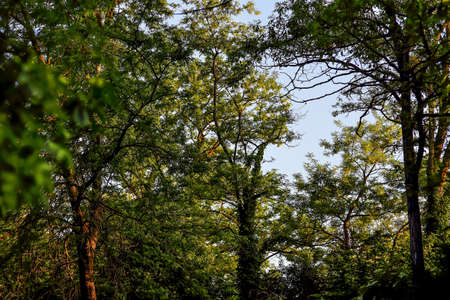 Treetops of various deciduous trees in a park, mostly common black locust (Robinia pseudoacacia) with their fresh green leavesの写真素材