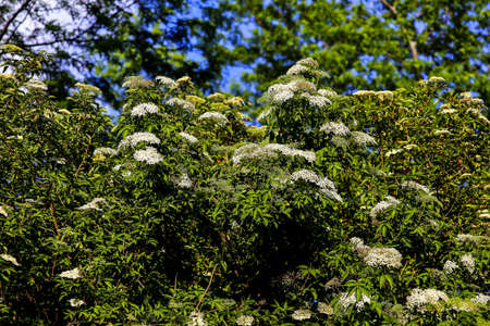 Elder bush: Dozens of white flowers of elderberry (Sambucus) in late springの写真素材