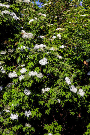 Elder bush: Dozens of white flowers of elderberry (Sambucus) in late springの写真素材
