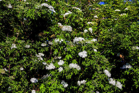 Elder bush: Dozens of white flowers of elderberry (Sambucus) in late springの写真素材