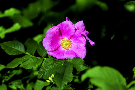 Colorful pink open flower of shrub rose (Rosa) in late springの写真素材