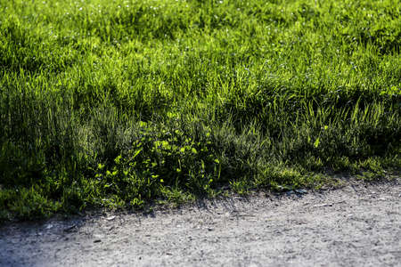Edge of gravel path with fresh green lush grass in springtimeの写真素材