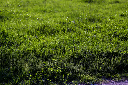 Edge of gravel path with fresh green lush grass in springtimeの写真素材