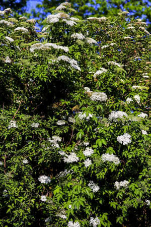 Elder bush: Dozens of white flowers of elderberry (Sambucus) in late springの写真素材