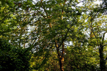 Treetops of various deciduous trees in a park, mostly common black locust (Robinia pseudoacacia) with their fresh green leavesの写真素材