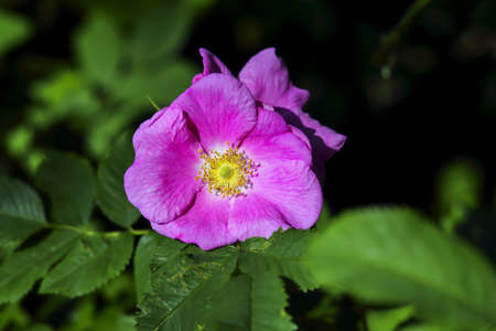 Colorful pink open flower of shrub rose (Rosa) in late springの写真素材