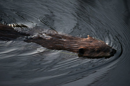 Beaver swimming in river up close
