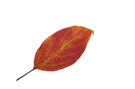 Orange and yellow leafの写真素材