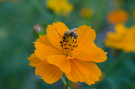 Bee on yellow flower with orange tint, covered in pollen on legs and body.