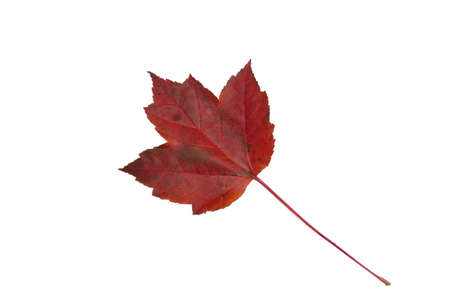 Red Maple leaf and long stemの写真素材