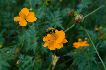 Bee gathering pollen on yellow flower covered in pollen powder.の写真素材