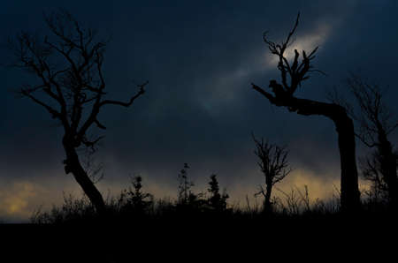 Spooky hill top scene of crooked trees in moody light and clouds overhead.の写真素材