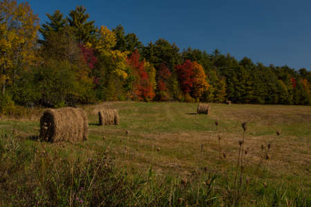 Fall foliage on edge of hay field with bright reds and oranges and yellows. Rolled hay in field sit on the green and dried grass of the meadow or farmland.の写真素材