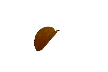 Small leaf with folded position and light orange yellow coloringの写真素材