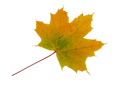 Yellow and green Maple leaf with veins and stemの写真素材