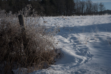 Deer tracks in snow up past a fence on slope in morning sunshine with shadowsの写真素材