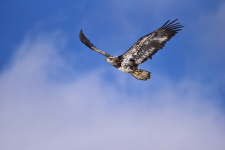 Young American bald eagle white and black patched flys in blue and white sky wings spreadの写真素材