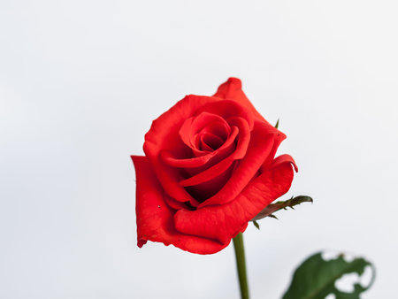 Single beautiful red rose isolated on white backgroundの写真素材