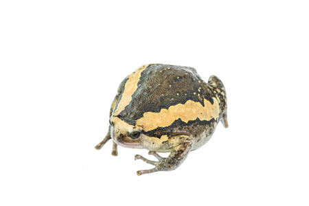 Bullfrog against white の写真素材