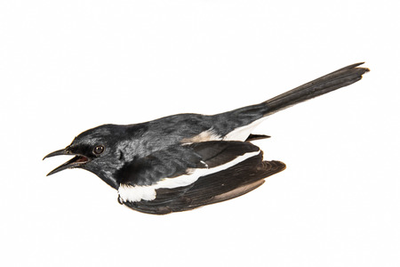 black and white bird, Oriental Magpie Robin  Copsychus saularis   whiteの写真素材