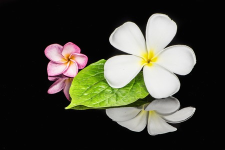 Frangipani flower on Heart shaped leaf on black background の写真素材