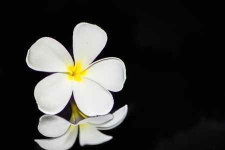 Frangipani flower on black background の写真素材