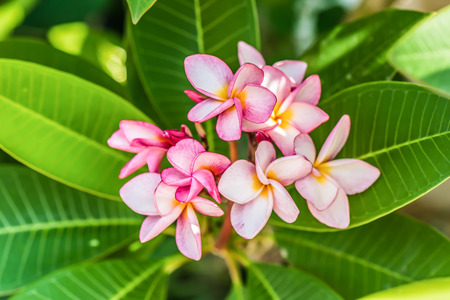 Plumeria. Beautiful pink inflorescenceの写真素材