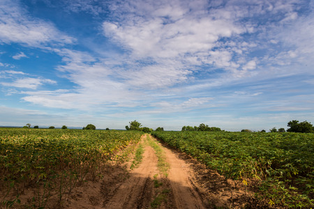 a field of cassava plant in Thailandの写真素材
